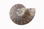 Ammonite Fossil With Calcite Polished Whole Specimen From Madagascar