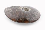 Ammonite Fossil With Calcite Polished Whole Specimen From Madagascar - Image 3