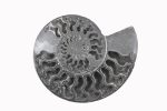 Black Ammonite Fossil With Calcite & Pyrite Polished Halves From Madagascar - Image 3