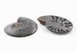 Black Ammonite Fossil With Calcite & Pyrite Polished Halves From Madagascar - Image 3