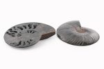 Black Ammonite Fossil With Calcite & Pyrite Polished Halves From Madagascar - Image 2