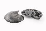 Black Ammonite Fossil With Calcite Polished Halves From Madagascar - Image 2