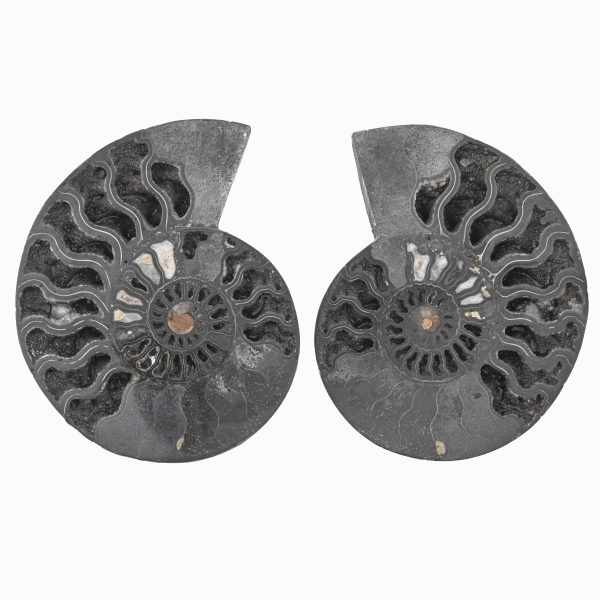 Black Ammonite Fossil With Calcite & Pyrite Polished Halves From Madagascar