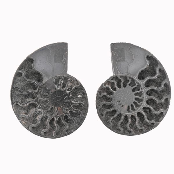 Black Ammonite Fossil With Calcite Polished Halves From Madagascar