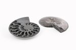 Black Ammonite Fossil With Calcite Polished Halves From Madagascar - Image 2