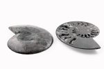 Black Ammonite Fossil With Calcite & Pyrite Polished Halves From Madagascar - Image 4