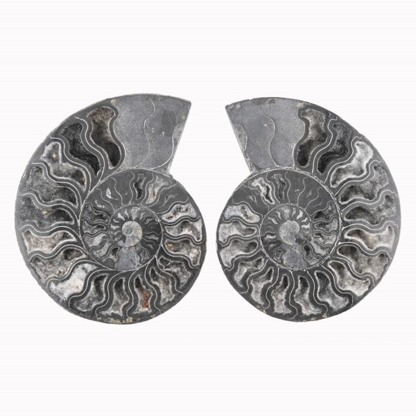 Black Ammonite Fossil With Calcite & Pyrite Polished Halves From Madagascar