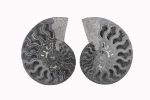 Black Ammonite Fossil With Calcite Polished Halves From Madagascar