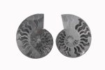 Black Ammonite Fossil With Calcite & Pyrite Polished Halves From Madagascar