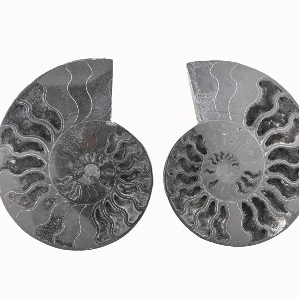 Black Ammonite Fossil With Calcite & Pyrite Polished Halves From Madagascar