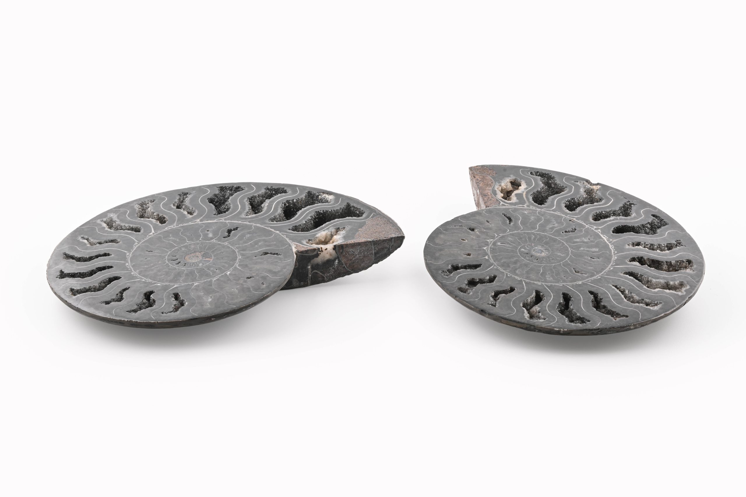 BAMM-H9-CLEONICERAS-AMMONITE-FOSSIL-SLICE-SET-105-113-MILLION-YEARS-OLD-BLACK-MADAGASCAR-PAIR-FRONT-BAREFOOT-NATIVE-2.jpg Black Ammonite Fossil With Calcite Polished Halves From Madagascar - Image 1