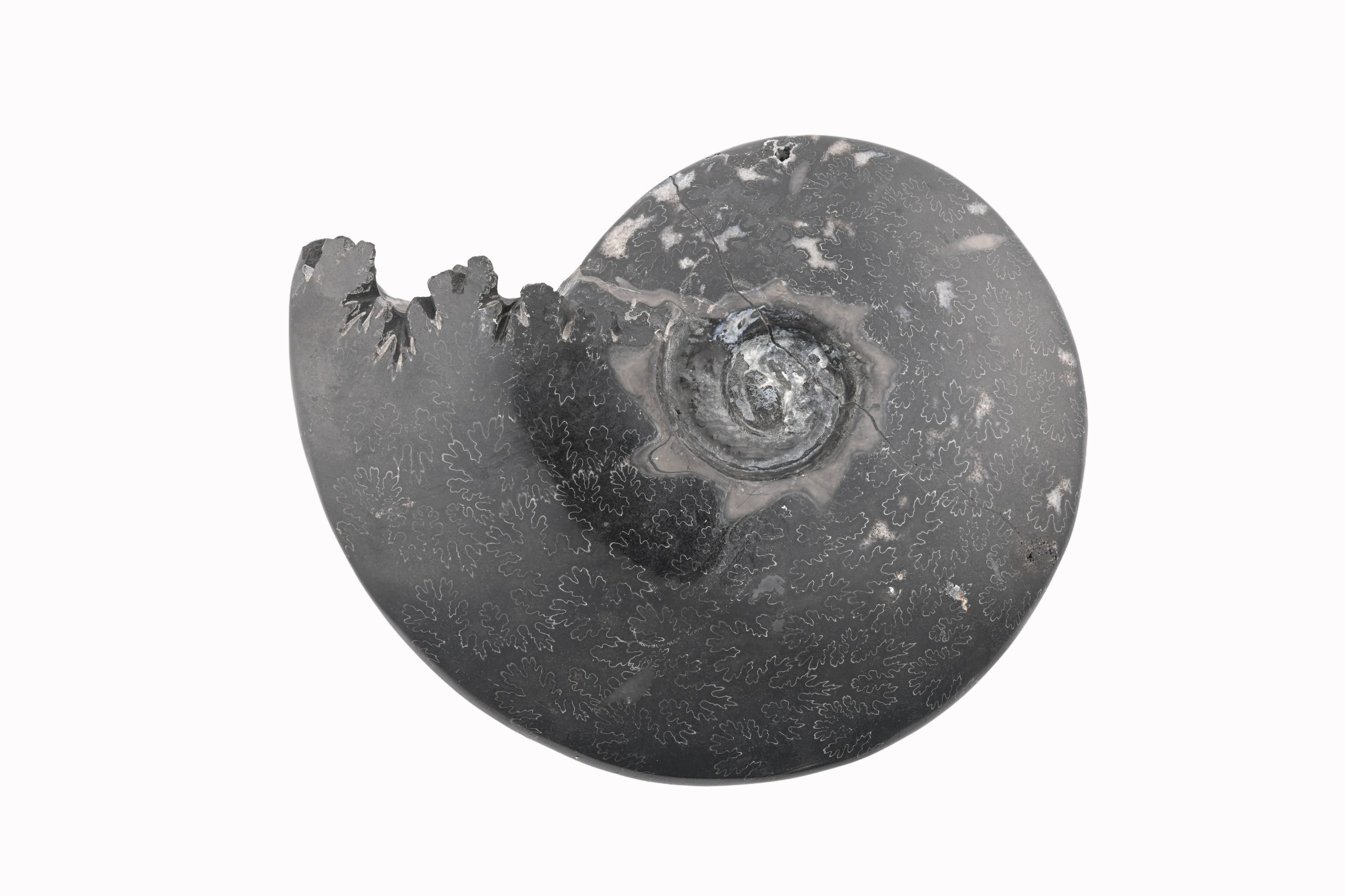 BAMM-W1-CLEONICERAS-AMMONITE-FOSSIL-105-113-MILLION-YEARS-OLD-BLACK-MADAGASCAR-RAW-FRONT-BAREFOOT-NATIVE.jpg Black Ammonite Fossil With Calcite Polished Whole Specimen From Madagascar - Image 1