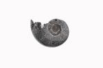 Black Ammonite Fossil With Calcite Polished Whole Specimen From Madagascar - Image 6
