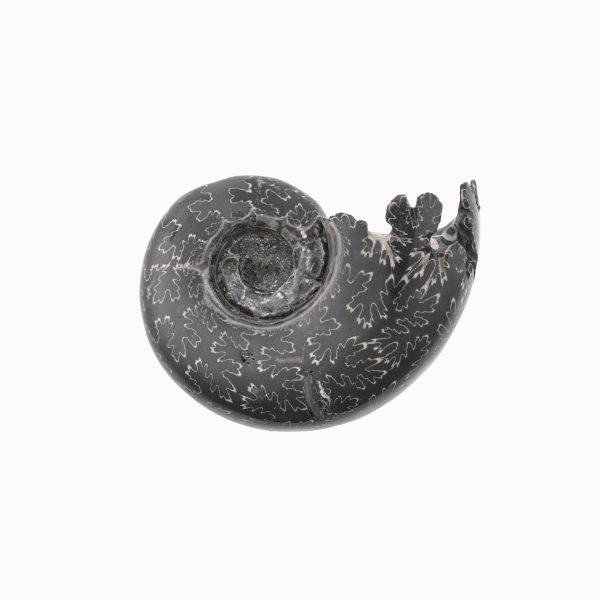 Black Ammonite Fossil With Calcite Polished Whole Specimen From Madagascar