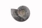 Black Ammonite Fossil With Calcite Polished Whole Specimen From Madagascar - Image 6