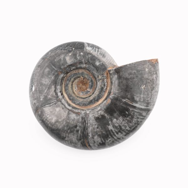 Black Ammonite Fossil With Calcite Polished Whole Specimen From Madagascar