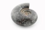Black Ammonite Fossil With Calcite Polished Whole Specimen From Madagascar - Image 3