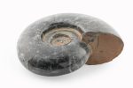 Black Ammonite Fossil With Calcite Polished Whole Specimen From Madagascar - Image 5
