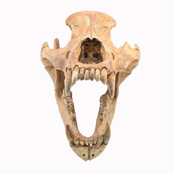 Ursus Spelaeus Cave Bear Skull & Claws Set From Siberia- 75,000 Years Old