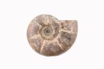 Rainbow Ammonite Fossil With Calcite Polished Whole Specimen From Madagascar - Image 6