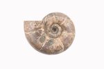 Rainbow Ammonite Fossil With Calcite Polished Whole Specimen From Madagascar