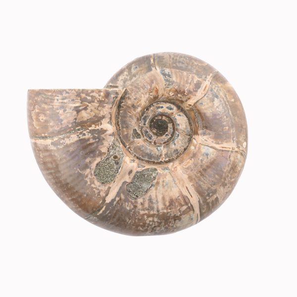 Rainbow Ammonite Fossil With Calcite Polished Whole Specimen From Madagascar