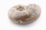 Rainbow Ammonite Fossil With Calcite Polished Whole Specimen From Madagascar - Image 2