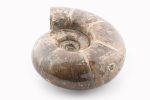 Rainbow Ammonite Fossil With Calcite Polished Whole Specimen From Madagascar - Image 3