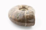 Rainbow Ammonite Fossil With Calcite Polished Whole Specimen From Madagascar - Image 4