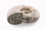 Rainbow Ammonite Fossil With Calcite Polished Whole Specimen From Madagascar - Image 5