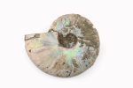 Rainbow Ammonite Fossil With Calcite Polished Whole Specimen From Madagascar - Image 6
