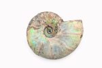 Rainbow Ammonite Fossil With Calcite Polished Whole Specimen From Madagascar