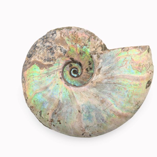 Rainbow Ammonite Fossil With Calcite Polished Whole Specimen From Madagascar
