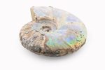 Rainbow Ammonite Fossil With Calcite Polished Whole Specimen From Madagascar - Image 3