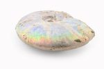 Rainbow Ammonite Fossil With Calcite Polished Whole Specimen From Madagascar - Image 4