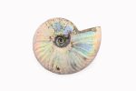 Rainbow Ammonite Fossil With Calcite Polished Whole Specimen From Madagascar - Image 6