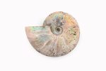 Rainbow Ammonite Fossil With Calcite Polished Whole Specimen From Madagascar