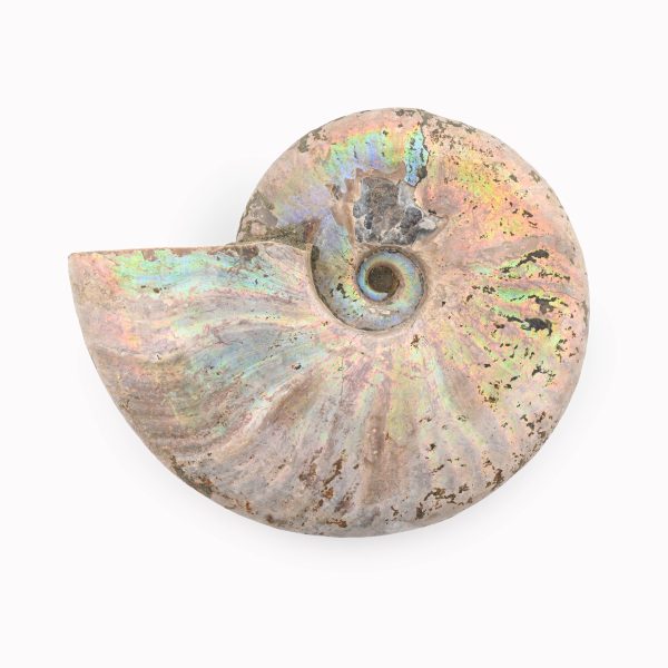 Rainbow Ammonite Fossil With Calcite Polished Whole Specimen From Madagascar