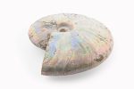 Rainbow Ammonite Fossil With Calcite Polished Whole Specimen From Madagascar - Image 4