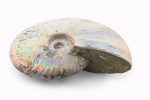 Rainbow Ammonite Fossil With Calcite Polished Whole Specimen From Madagascar - Image 5
